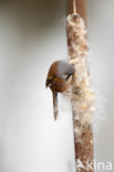 Bearded Reedling (Panurus biarmicus)