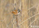 Bearded Reedling (Panurus biarmicus)