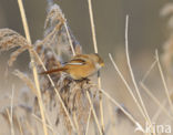 Bearded Reedling (Panurus biarmicus)