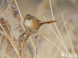 Bearded Reedling (Panurus biarmicus)