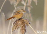 Bearded Reedling (Panurus biarmicus)