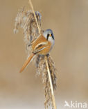 Bearded Reedling (Panurus biarmicus)