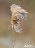 Bearded Reedling (Panurus biarmicus)