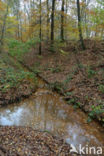 Beuk (Fagus sylvatica)