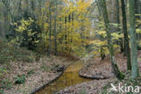 Beuk (Fagus sylvatica)