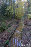 Beuk (Fagus sylvatica)