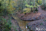 Beuk (Fagus sylvatica)