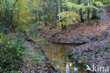 Beuk (Fagus sylvatica)