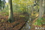 Beech (Fagus sylvatica)