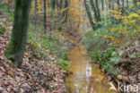 Beech (Fagus sylvatica)