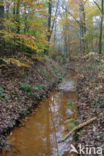 Beuk (Fagus sylvatica)