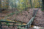 Beech (Fagus sylvatica)