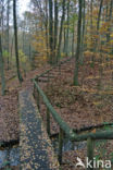 Beuk (Fagus sylvatica)