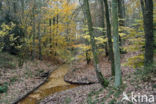 Beech (Fagus sylvatica)