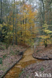 Beech (Fagus sylvatica)