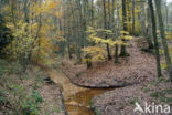 Beech (Fagus sylvatica)