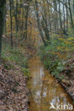 Beech (Fagus sylvatica)