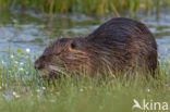 Beverrat (Myocastor coypus)