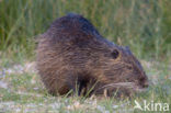 Beverrat (Myocastor coypus)