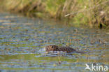 Beverrat (Myocastor coypus)