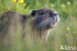 Beverrat (Myocastor coypus)