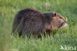 Beverrat (Myocastor coypus)