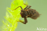 Blauwe glazenmaker (Aeshna cyanea)