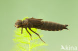 Southern Hawker (Aeshna cyanea)