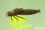Southern Hawker (Aeshna cyanea)