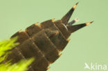Southern Hawker (Aeshna cyanea)