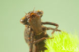 Southern Hawker (Aeshna cyanea)