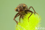 Blauwe glazenmaker (Aeshna cyanea)