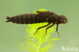 Southern Hawker (Aeshna cyanea)