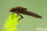 Blauwe glazenmaker (Aeshna cyanea)