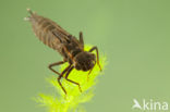 Blauwe glazenmaker (Aeshna cyanea)