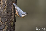 Boomklever (Sitta europaea caesia)