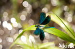 Beautiful Demoiselle (Calopteryx virgo)