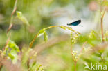 Bosbeekjuffer (Calopteryx virgo)