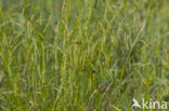 Boszegge (Carex sylvatica)