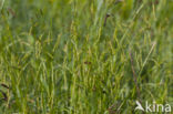 Wood-sedge (Carex sylvatica)