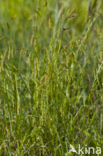 Wood-sedge (Carex sylvatica)