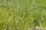 Boszegge (Carex sylvatica)