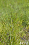 Wood-sedge (Carex sylvatica)