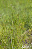 Boszegge (Carex sylvatica)