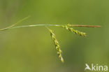 Wood-sedge (Carex sylvatica)