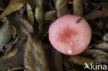 Braakrussula (Russula emetica)