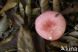 Sickener (Russula emetica)