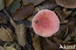 Braakrussula (Russula emetica)