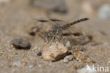 Brachythemis impartita