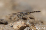 Brachythemis impartita